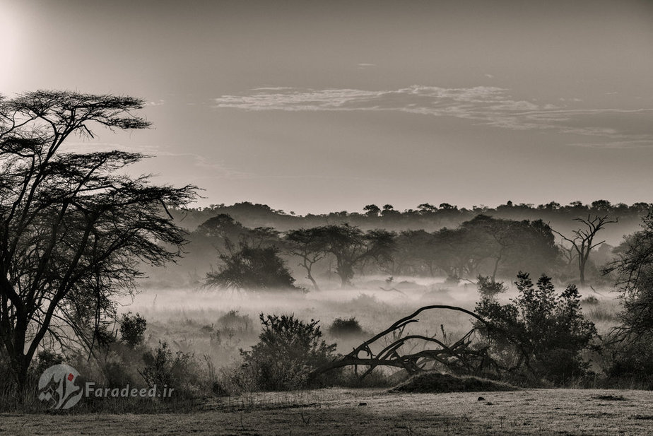 منظره مه‌آلود در هنگام طلوع خورشید 