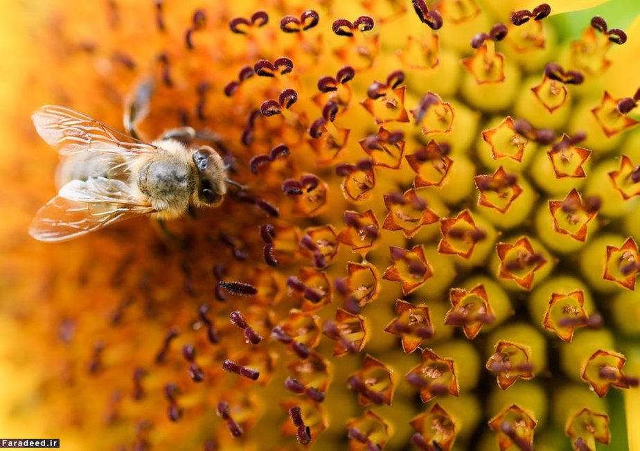 زنبور عسل روی گل؛ ماینتال، آلمان