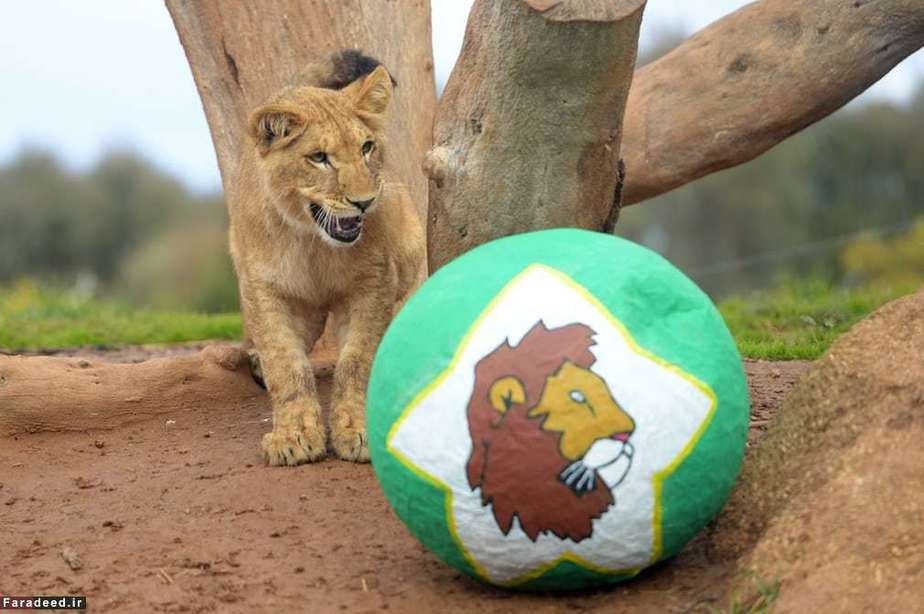 بازی توله شیر در باغ‌وحشی در ملبورن