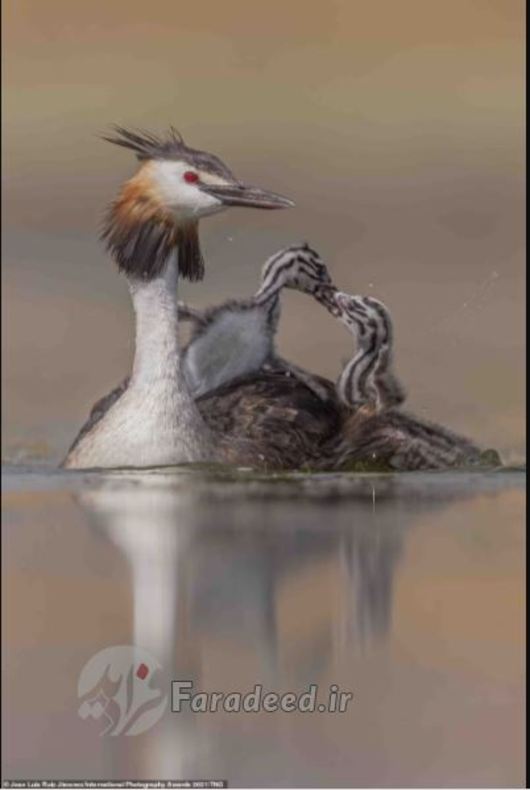 عکاس: Jose Luis Ruiz Jimenez