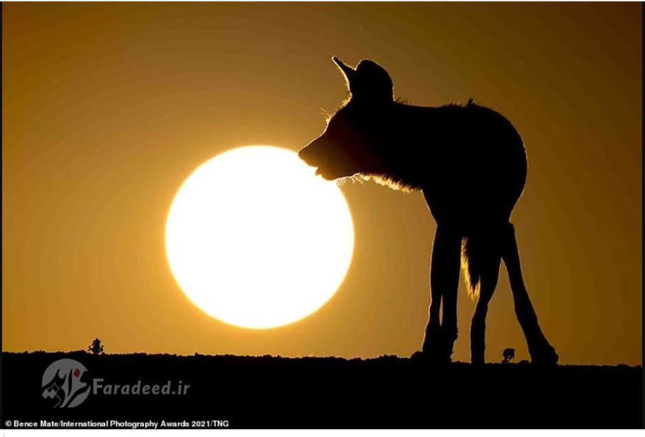 تصاویر سایه‌وار از حیات‌وحش عکاس: Bence Mate 