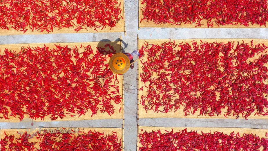 خشک کردن فلف قرمز در استان 