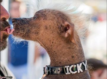 «ایکی» تنها شش سال دارد و او هم از نژاد سگ کاکل‌دار چینی است.