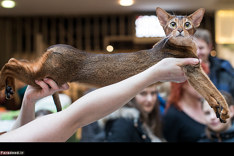 نمایشگاه گربه‌ها در لیتوانی