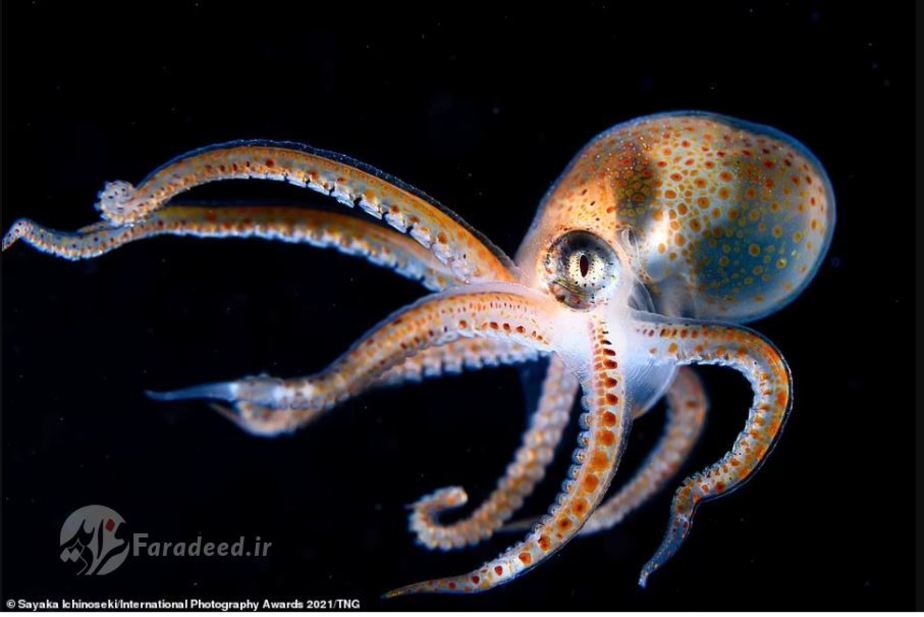 اختاپوس عظیم‌الجثه اقیانوس آرام شمالی عکاس: Sayaka Ichinoseki 