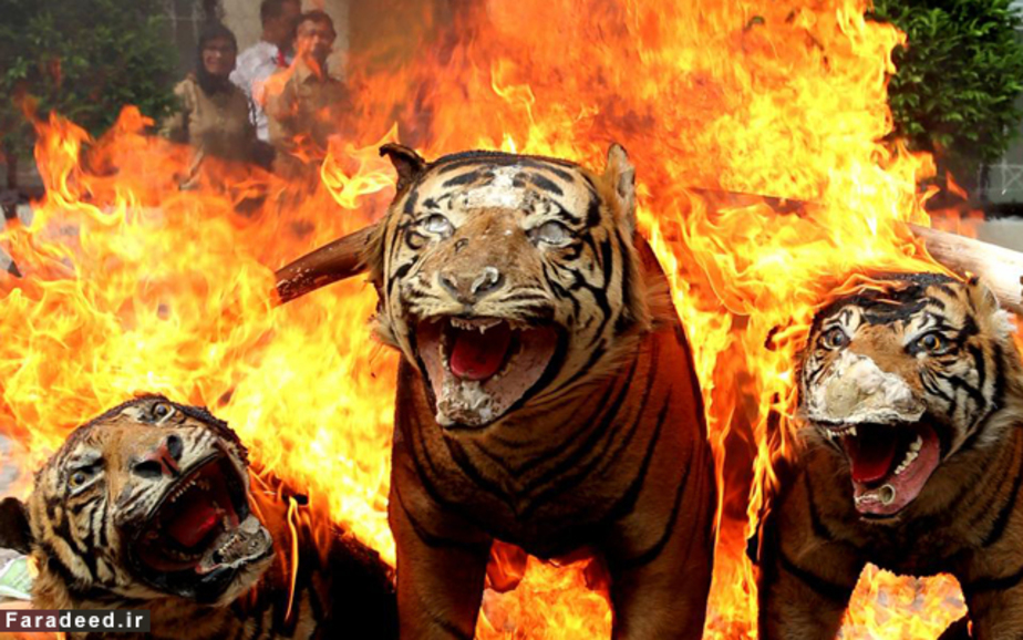 آتش زدن پوست های ببر، عاج و سایر محصولات قاجاق در آچه، اندونزی