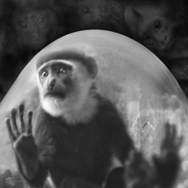 هَنس، لوییز و پرسفون: میمونهای کلوبوس در آلمان