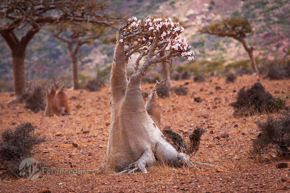 کویر جزیره و درخت شیشه‌ای (بطری شکل) که پر از شکوفه‌های بهاری است