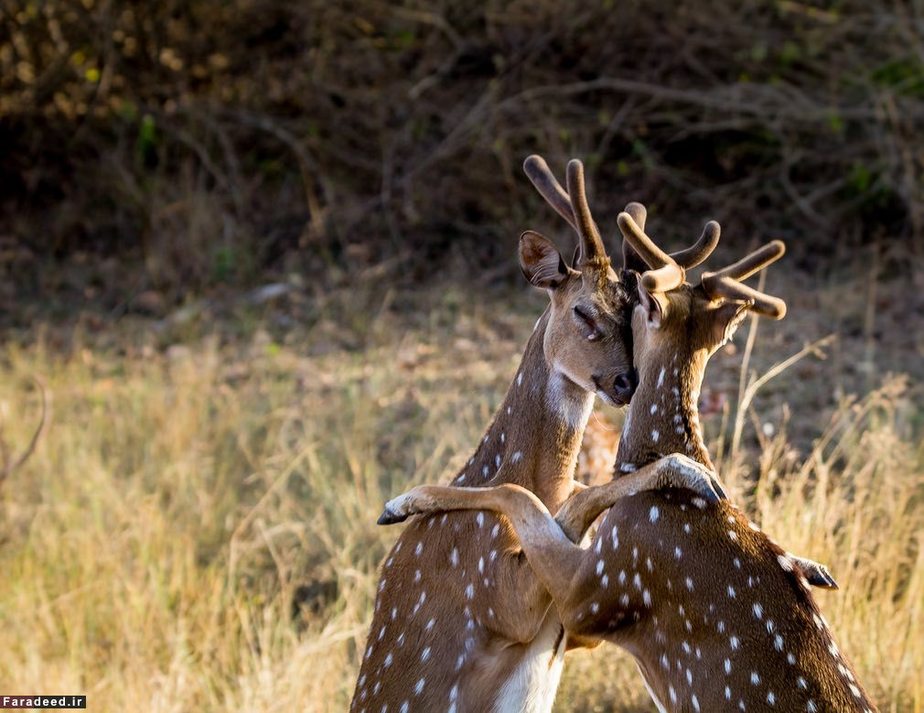 گوزن ها در پارکی در هند