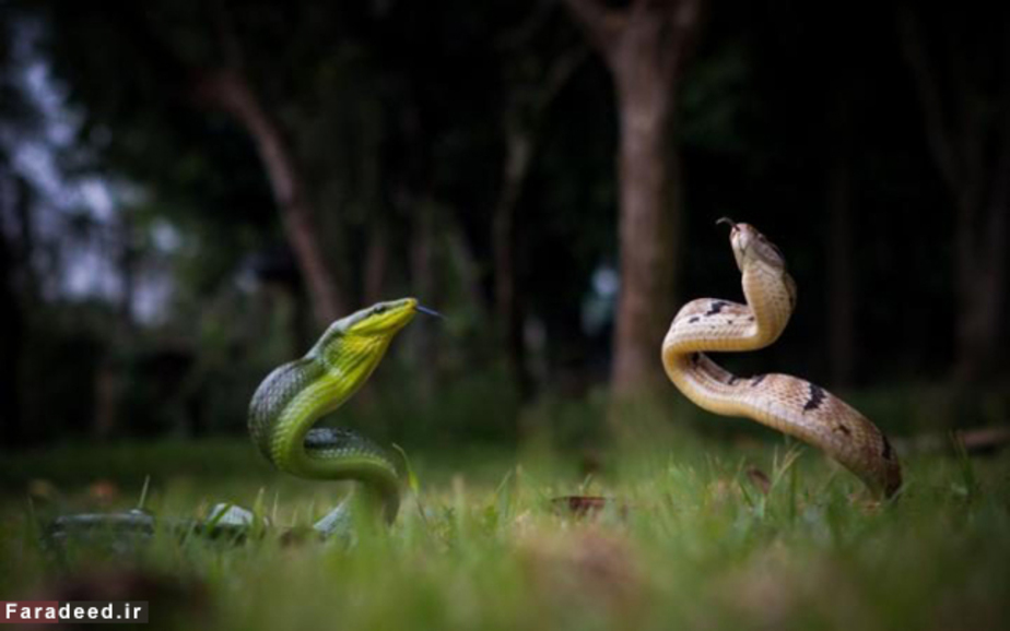 جدال شدید دو مار در یوگیاکارتا، اندونزی