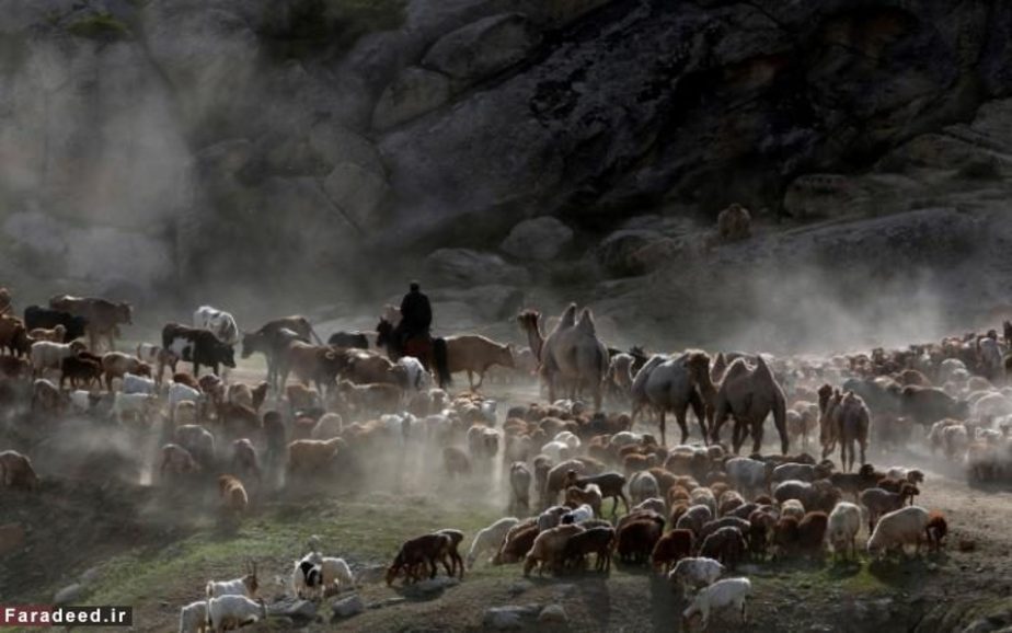 گله بزرگ در منطقه خودمختار سین کیانگ