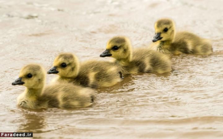 شنای جوجه غازها در رود راین؛ آلمان