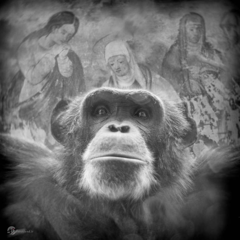 هنری: شامپانزه، آلمان. او را وقتی موضوع آزمایشگاه بود از آفریقا نجات دادند.