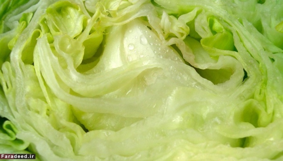 کاهوی سالادی حاوی 95.6 درصد آب می باشد.