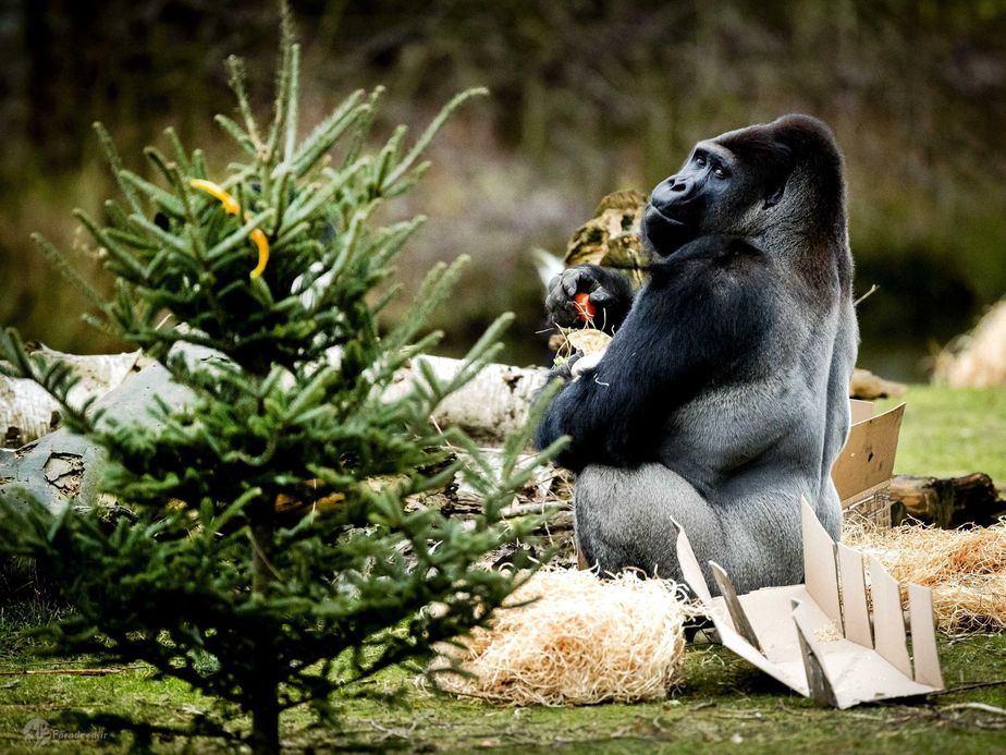 شام کریسمس گوریل در هلند