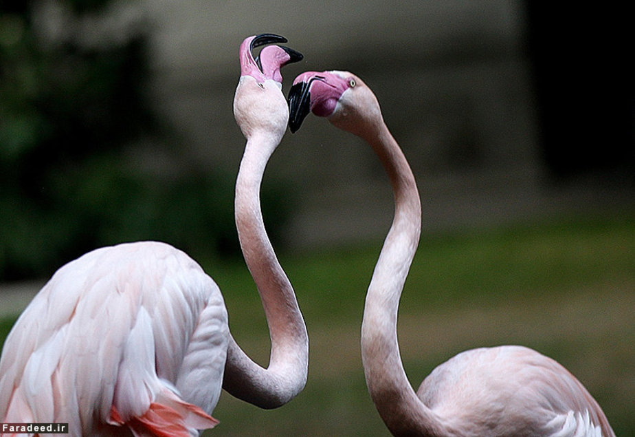 فلامینگوها در میلان، ایتالیا