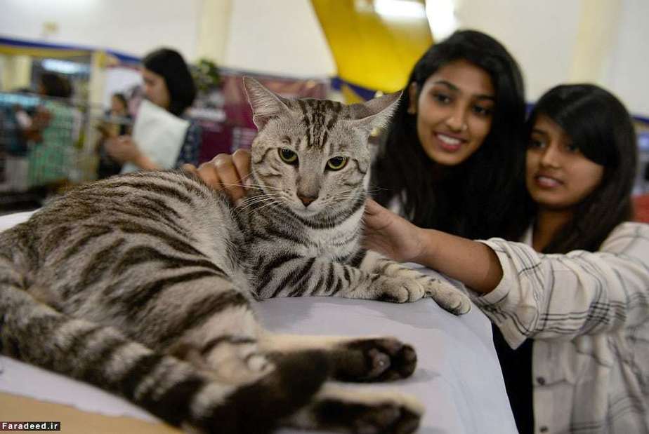 نمایشگاه گربه در هند