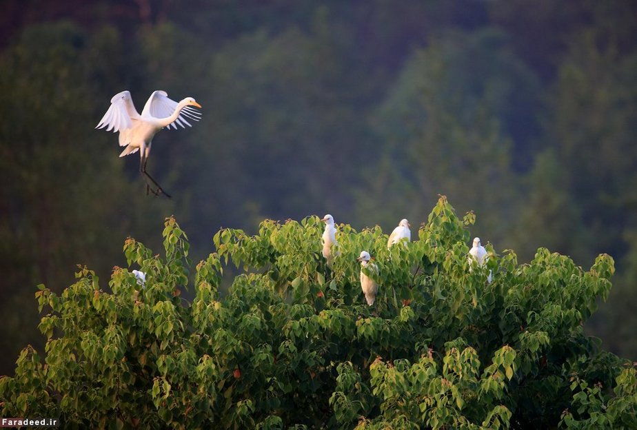 دسته مرغ‌های ماهیخوار؛ هونگ شان، چین