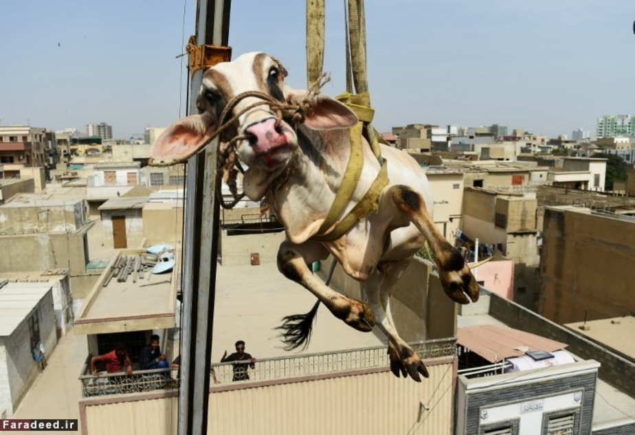 انتقال گوساله با جرثقیل برای عید قربان؛ کراچی