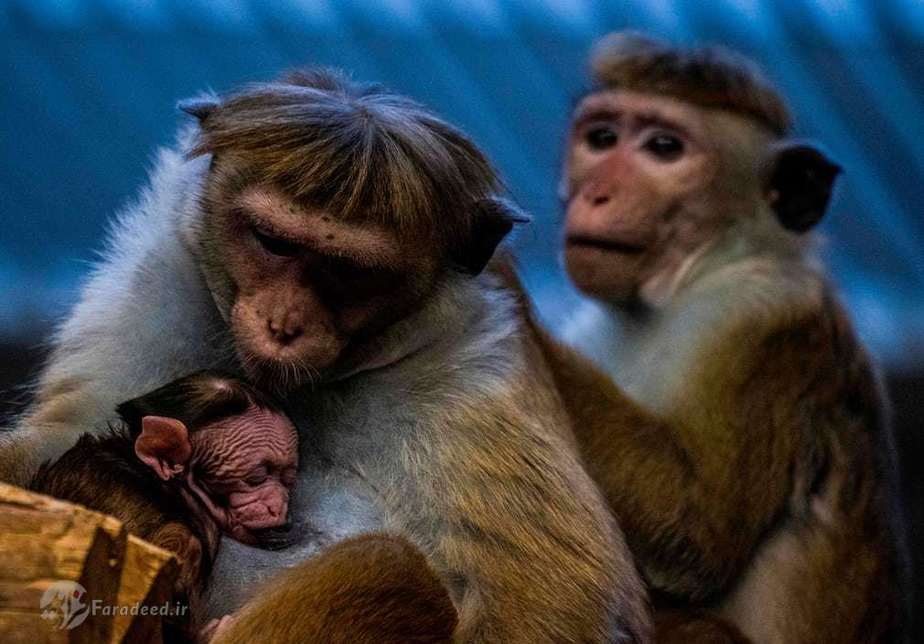 میمون ماکاکی در محوطه حفاظت شده به نوزادش غذا میدهد/ برلین