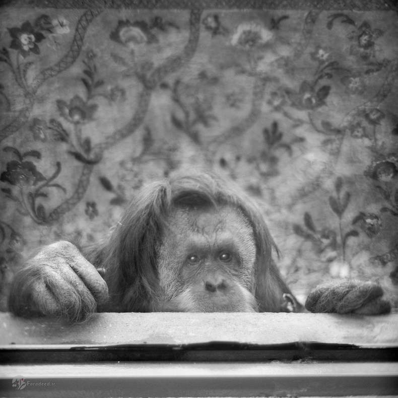 مارتینا: اورانگوتان سوماترایی، ایتالیا