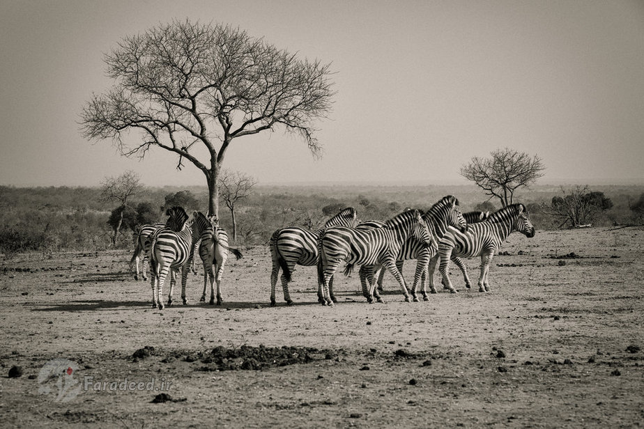 گورخرها در میدان