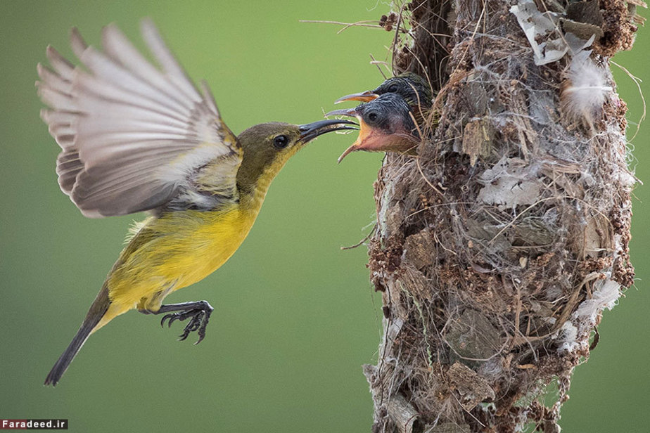 غذا دادن به جوجه ها؛ مالزی