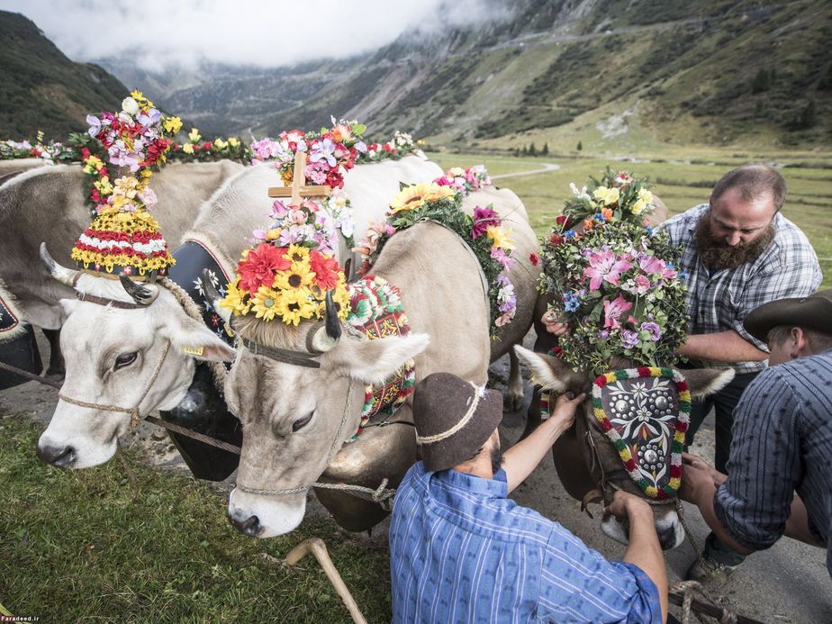 کشاورزان با گاوهای تزئین شده در برنامه سالانه در سوئیس