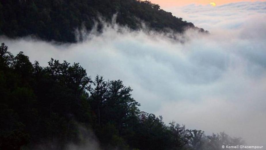 جنگل هیرکانی (ایران) 