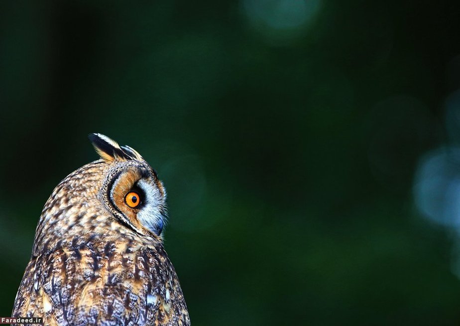 جغد گوش‌دراز در مرکز حیات‌وحش انگلیس