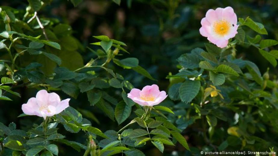  در جنگ جهانی دوم بر اثر بمباران، کلیسای هیلدس‌هایم ویران شد و درخت گل رز در آتش سوخت. هشت هفته بعد ۲۵ شاخه جدید جوانه زدند