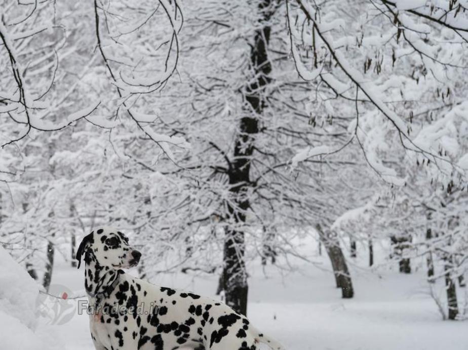 یک سگ خالدار در یکی از پارک های شهر کیو در اوکراین. زمین پوشیده از برف است و هم چنان برف می بارد. 