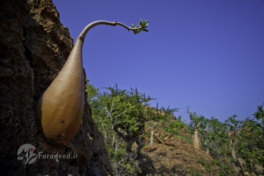 رویش درخت شیشه‌ای لابه لای صخره‌ها