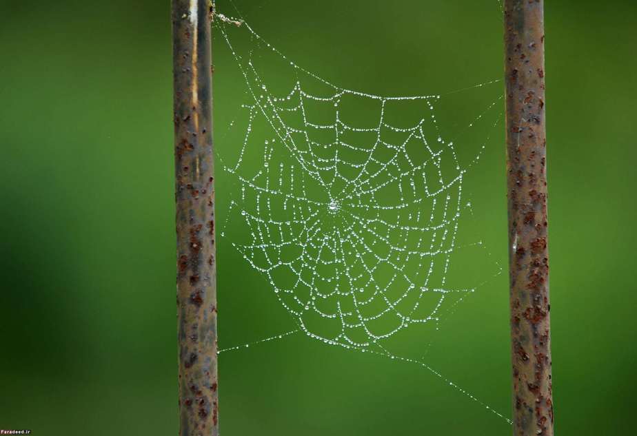 تار عنکبوت صبح زود در روستایی در انگلیس