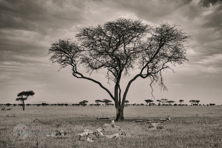 حلقه‌ای از شیرها در حال چرت زدن