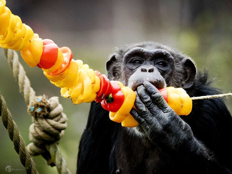 شامپانزه و سبزیجات در هلند