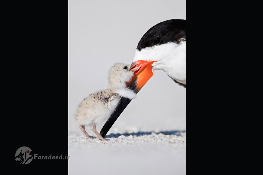 جایزه برنز رفتار پرندگان؛ آب‌شکاف سیاه و جوجه‌اش اثر توماس چادویک، آمریکا
