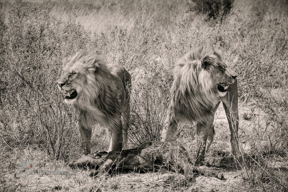 شیرهای سلطان بعد از شکار بوفالو 