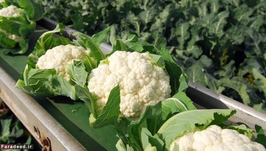 گل کلم حاوی 92.1 درصد آب می باشد.