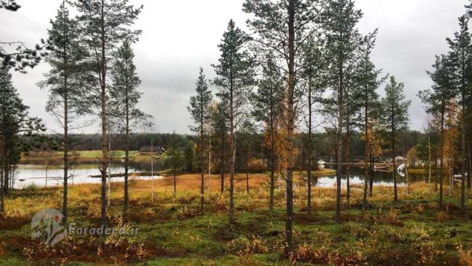 کلبه‌های چوبی ساخته شده در پارک جنگلی