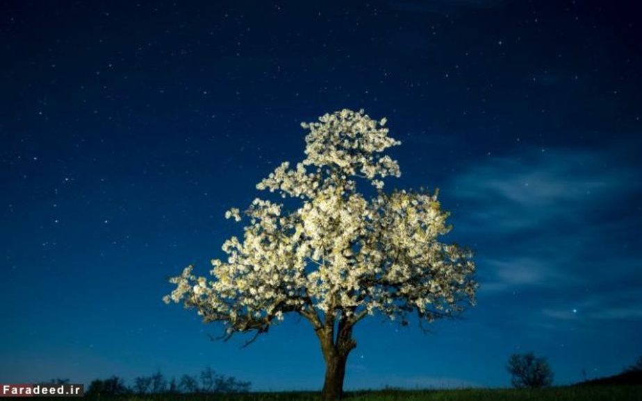 شکوفه‌های درخت گیلاس؛ شمال شرق بوداپست