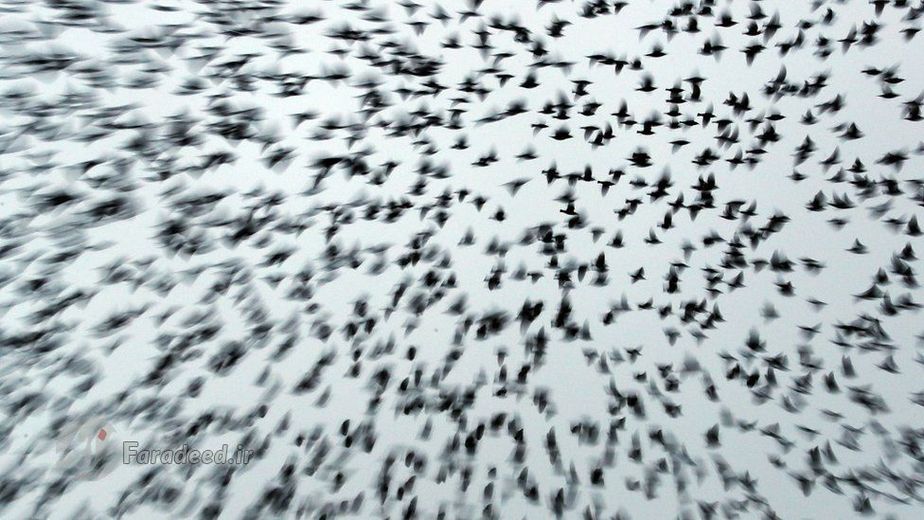 هر سال منطقه مرزی بین اسکاتلند و انگلستان محل تجمع این پرندگان به طور منظم می‌باشد.