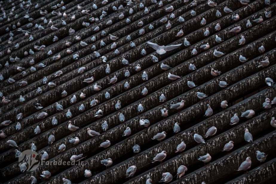 دسته بزرگی از کبوتر‌ها که روی ستون‌های چوبی رودخانه ولتوا در پراگ (جمهوری چک) نشسته‌اند