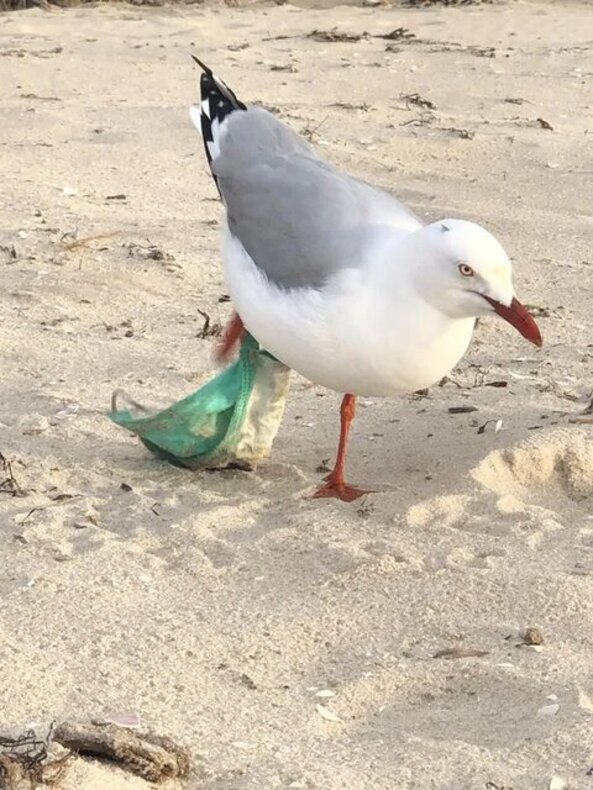 مرغ دریایی در چالشی سخت با ماسک انسان 