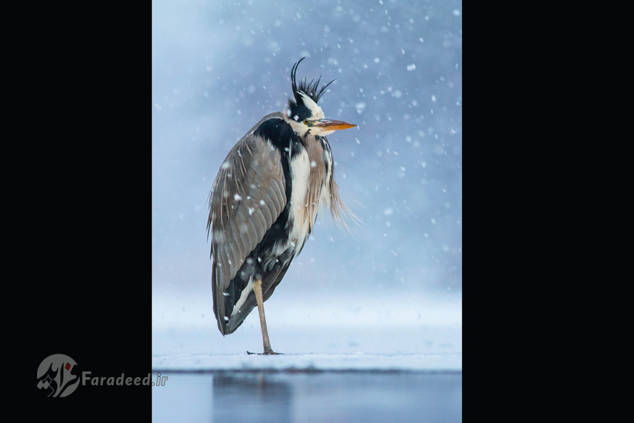 برنز بهترین پرتره؛ حواصیل خاکستری اثر ایوان شوگرن از سوئد