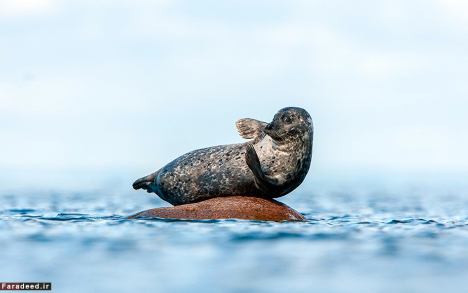 لذت بردن فک دریایی از آفتاب روی تکه سنگ؛ جزیره سوئدی Caters/