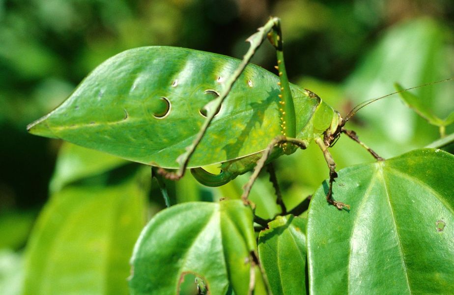 استتار حیوانات