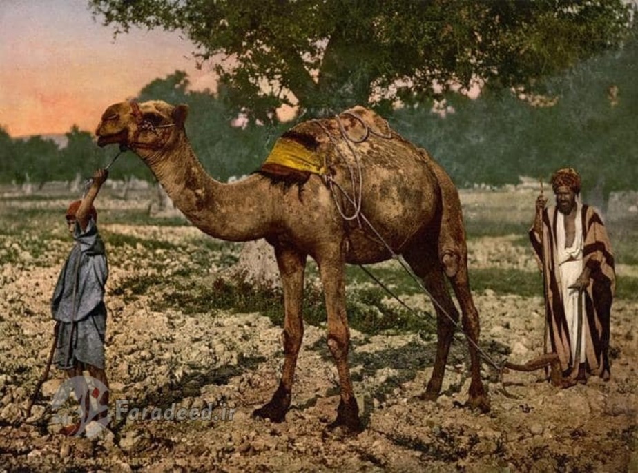 مرج ابن عامر (دره جزریل)