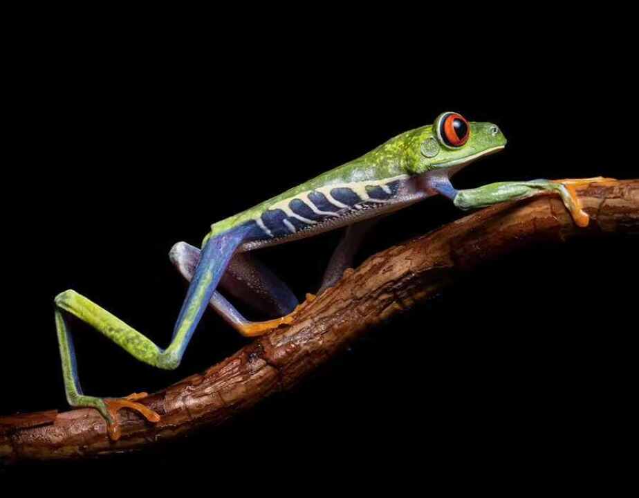 قورباغه درختی چشم قرمز در این عکس مانوئل رودریگز، در فهرست نهایی جوایز ملی آمریکای لاتین قرار گرفته است 