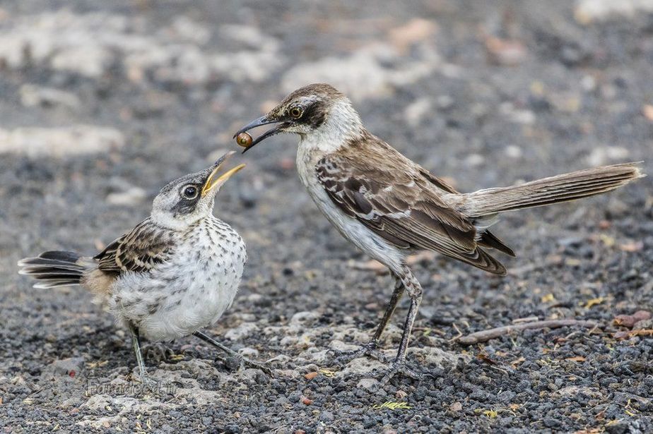 عکاس: جیمز روبینز، تصویری از یک مرغ مقلد که در حال غذا دادن به جوجه اش است 